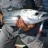 Striped Tuna